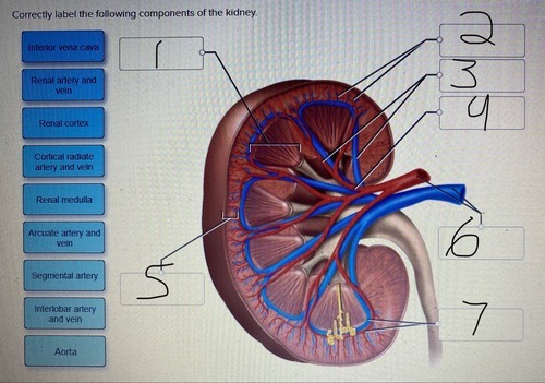 Label the Kidney and Its Associated Structures