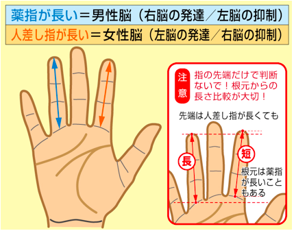 薬指が長い男の割合は本当に多いのか？最新のゲノム解析と行動経済学が明かす「モテと出世」の残酷な真実