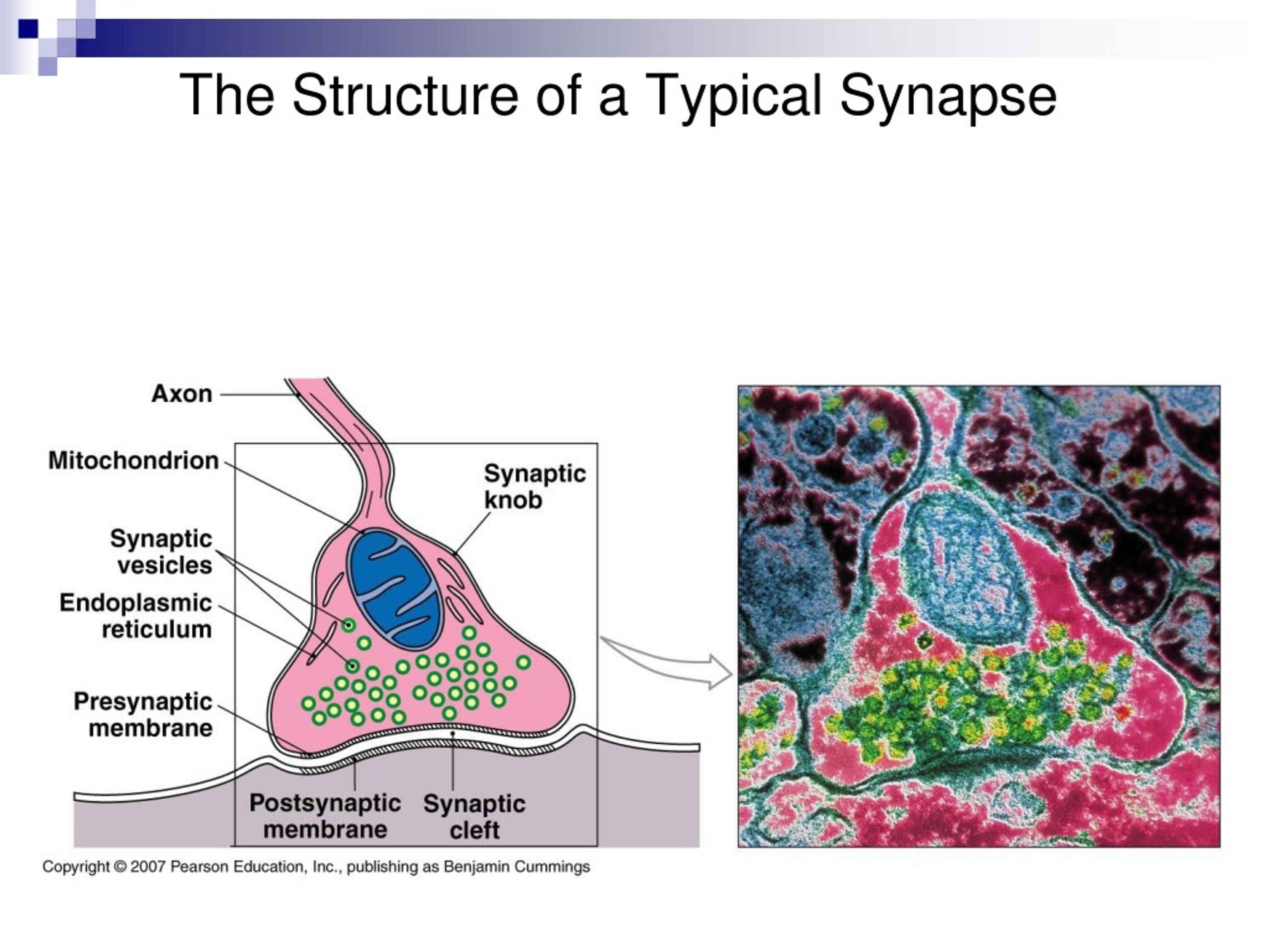 Structural Components of a Typical Synapse