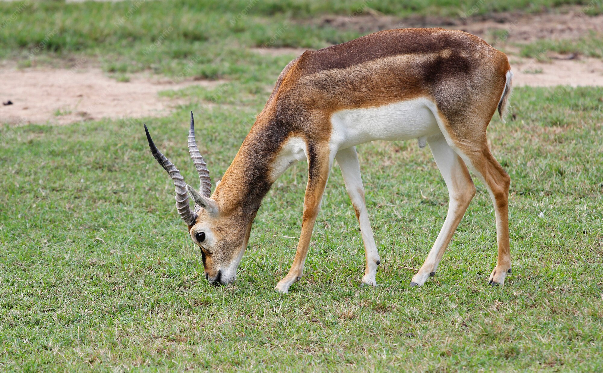 Do Gazelles Eat Grass