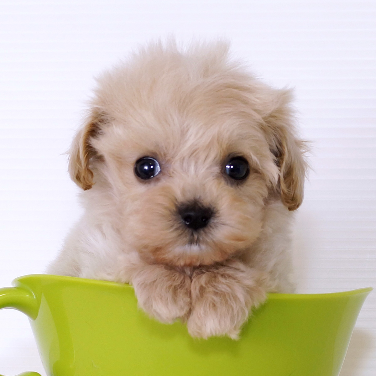 超小型犬ティーカップの真実｜成犬の大きさ・寿命と後悔の盲点