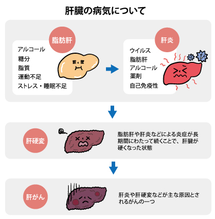 【Wiki風】 肝臓 に 悪い もの 最新情報まとめ 2026 #709