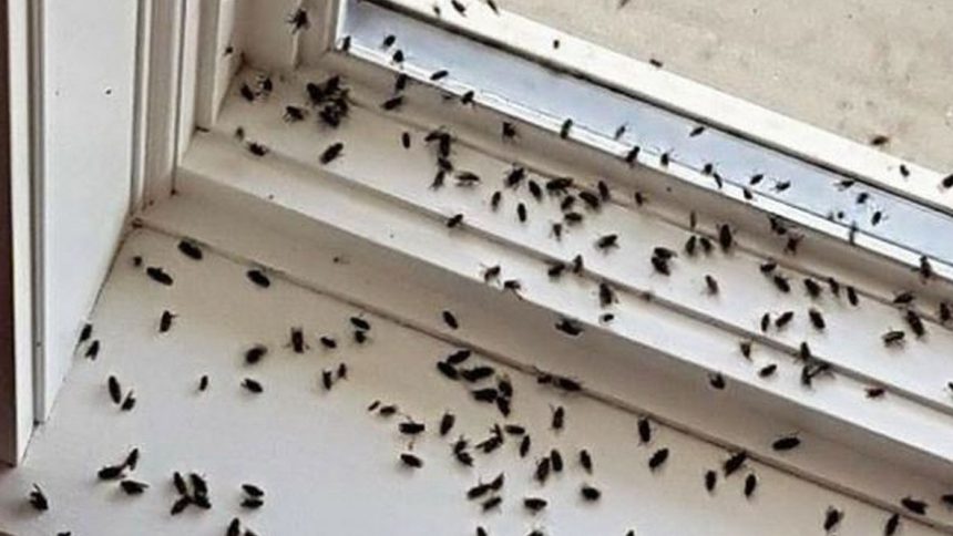 Tiny Black Flying Insects in House