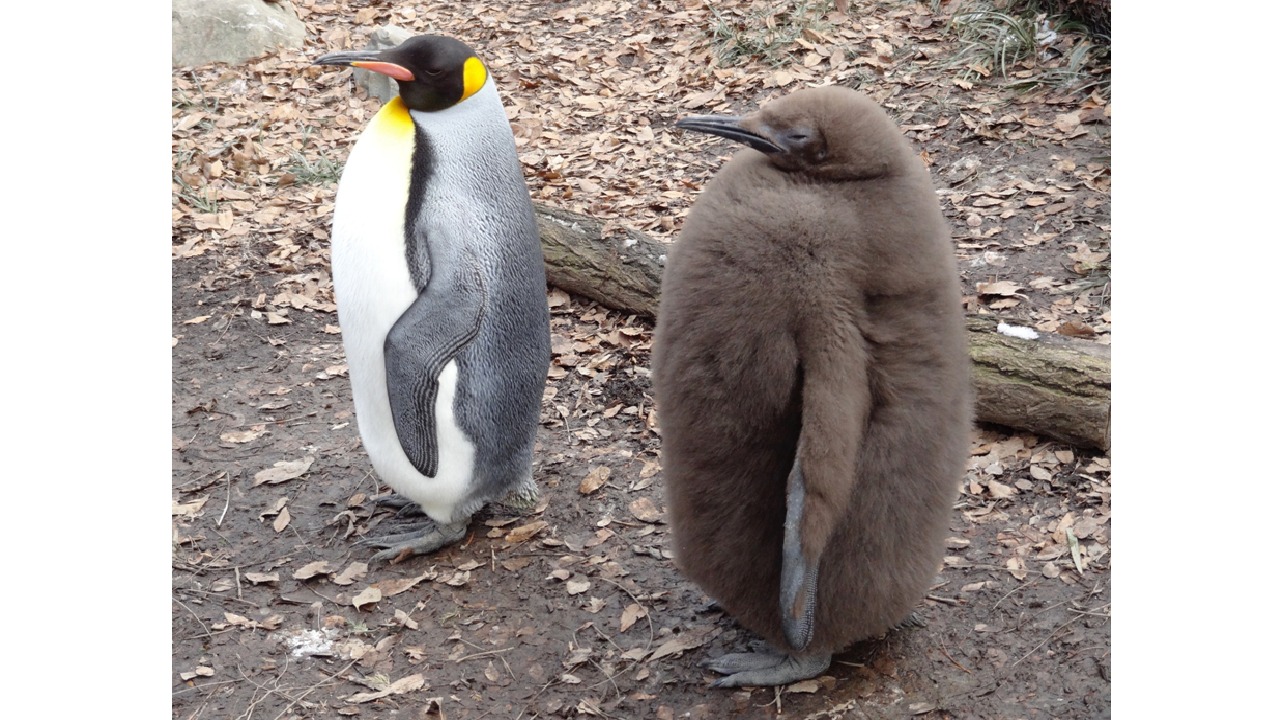 ペンギンは英語でどう言う？正しい発音・語源の真相と使える表現集