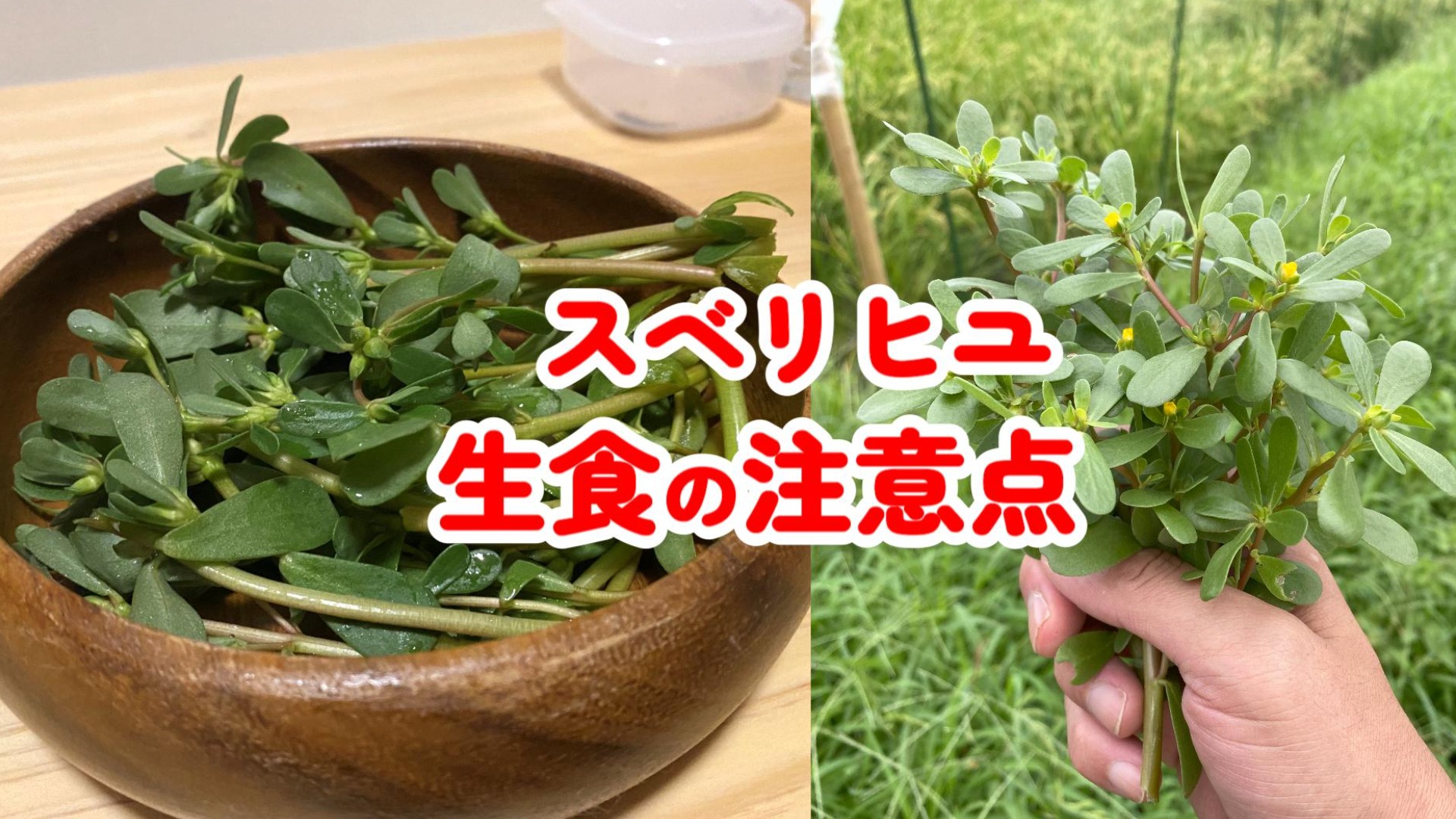 スベリヒユの美味しい食べ方と下処理！毒性の噂や安全な調理法を徹底解説