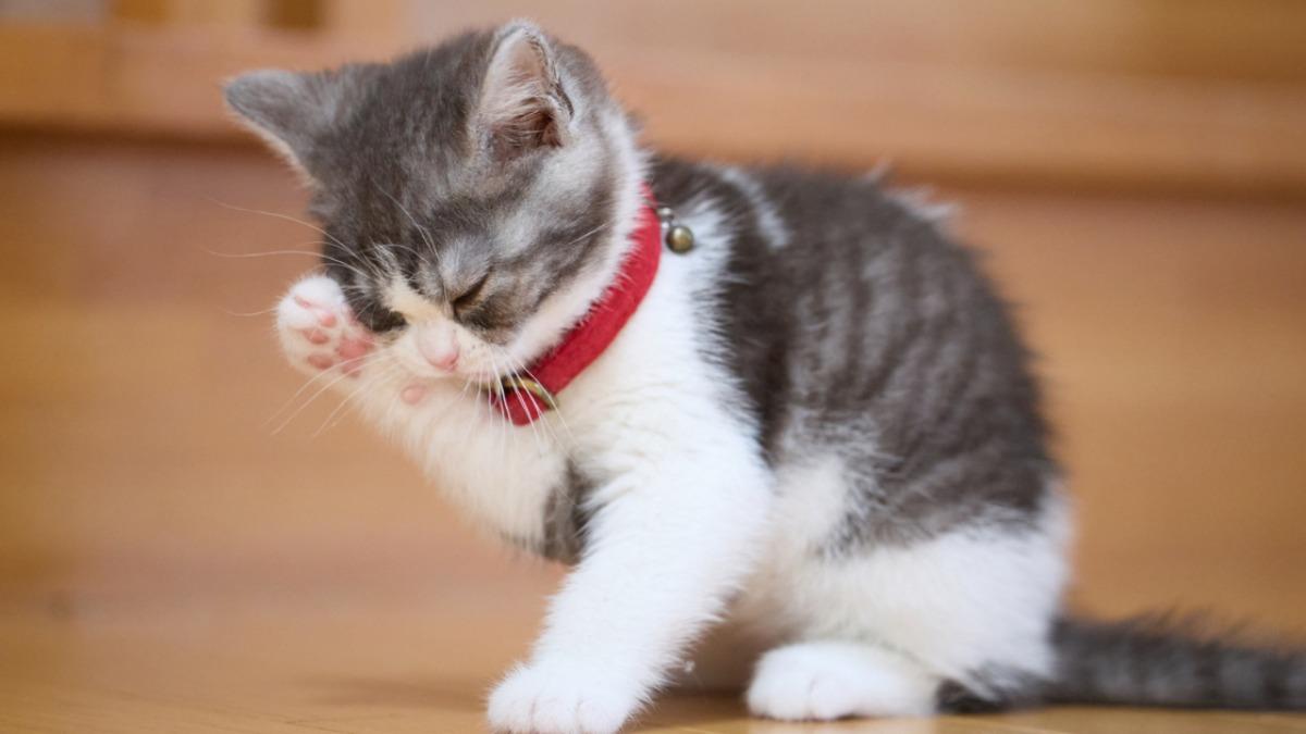 「猫が顔を洗うと雨が降る」は本当？科学的根拠と耳の後ろの秘密