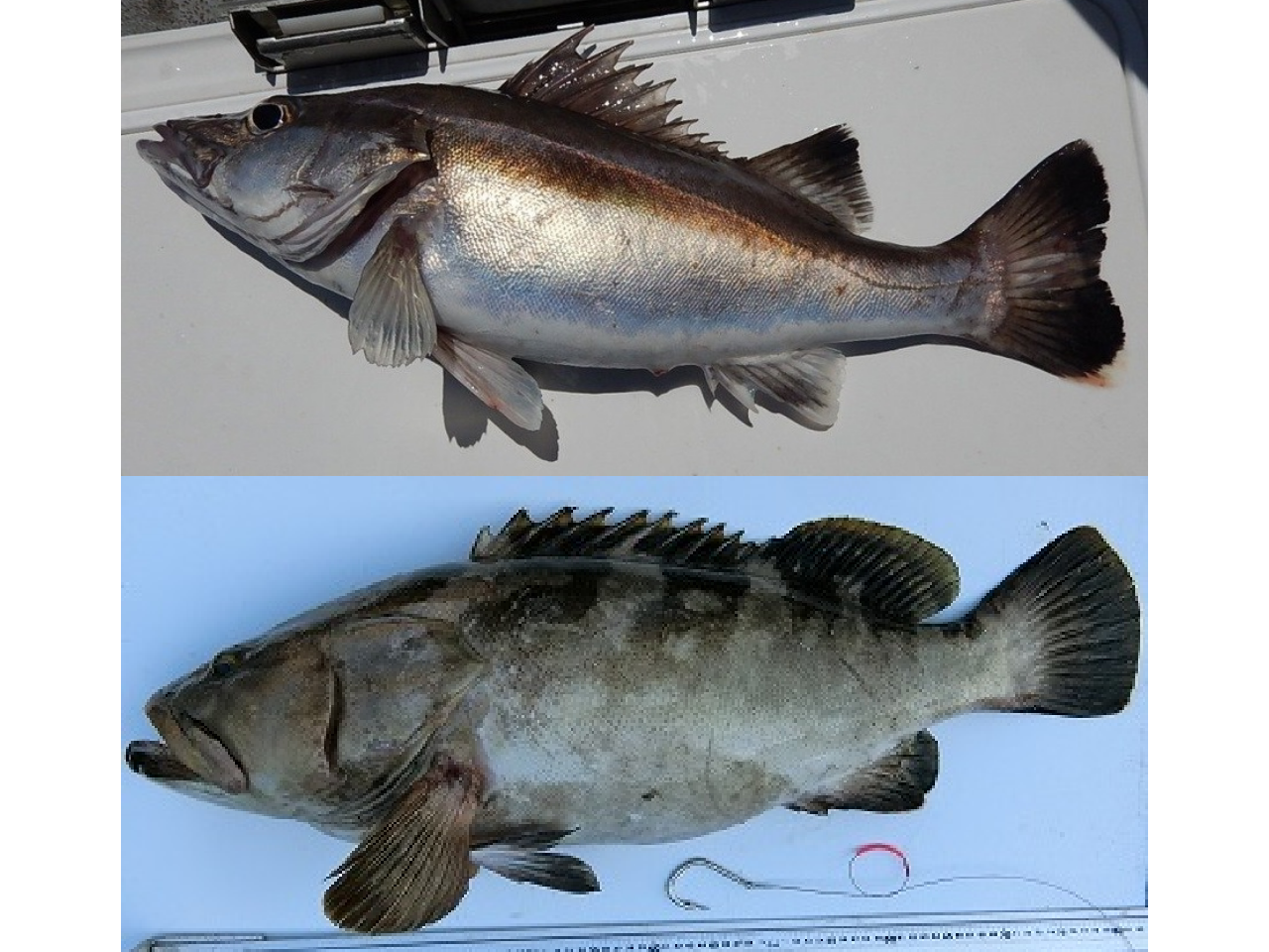 高級魚の迷宮！クエとアラの決定的な違いと見分け方をプロが解説