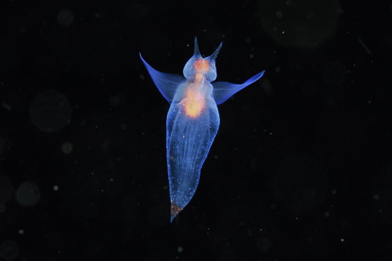 流氷の天使クリオネはなぜかわいい？衝撃の捕食劇と生態の真実