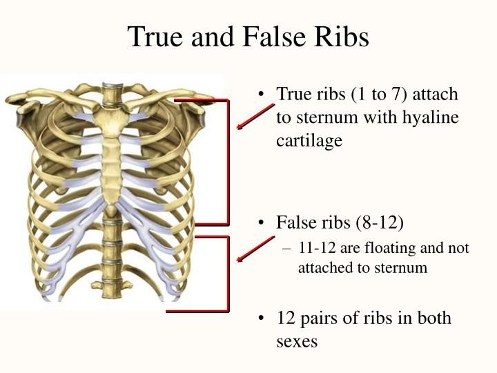 Difference Between True Ribs and False Ribs