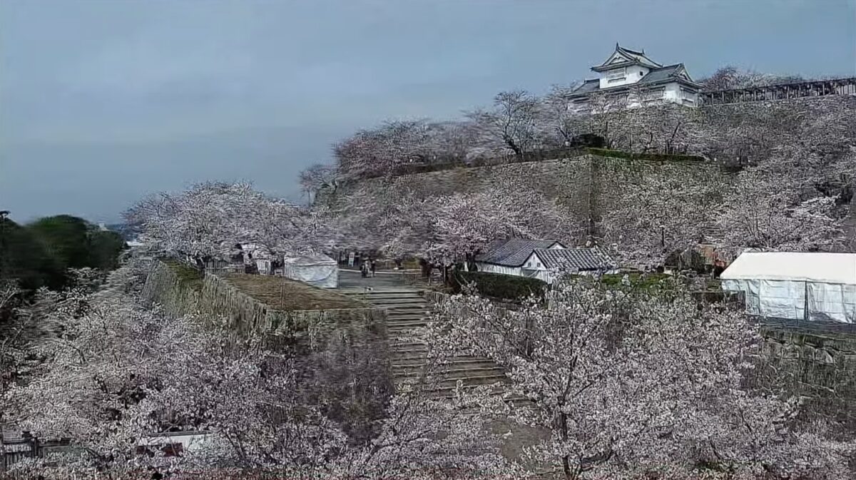津山ライブカメラ最新情報！道路積雪や河川水位を完全網羅【2026】