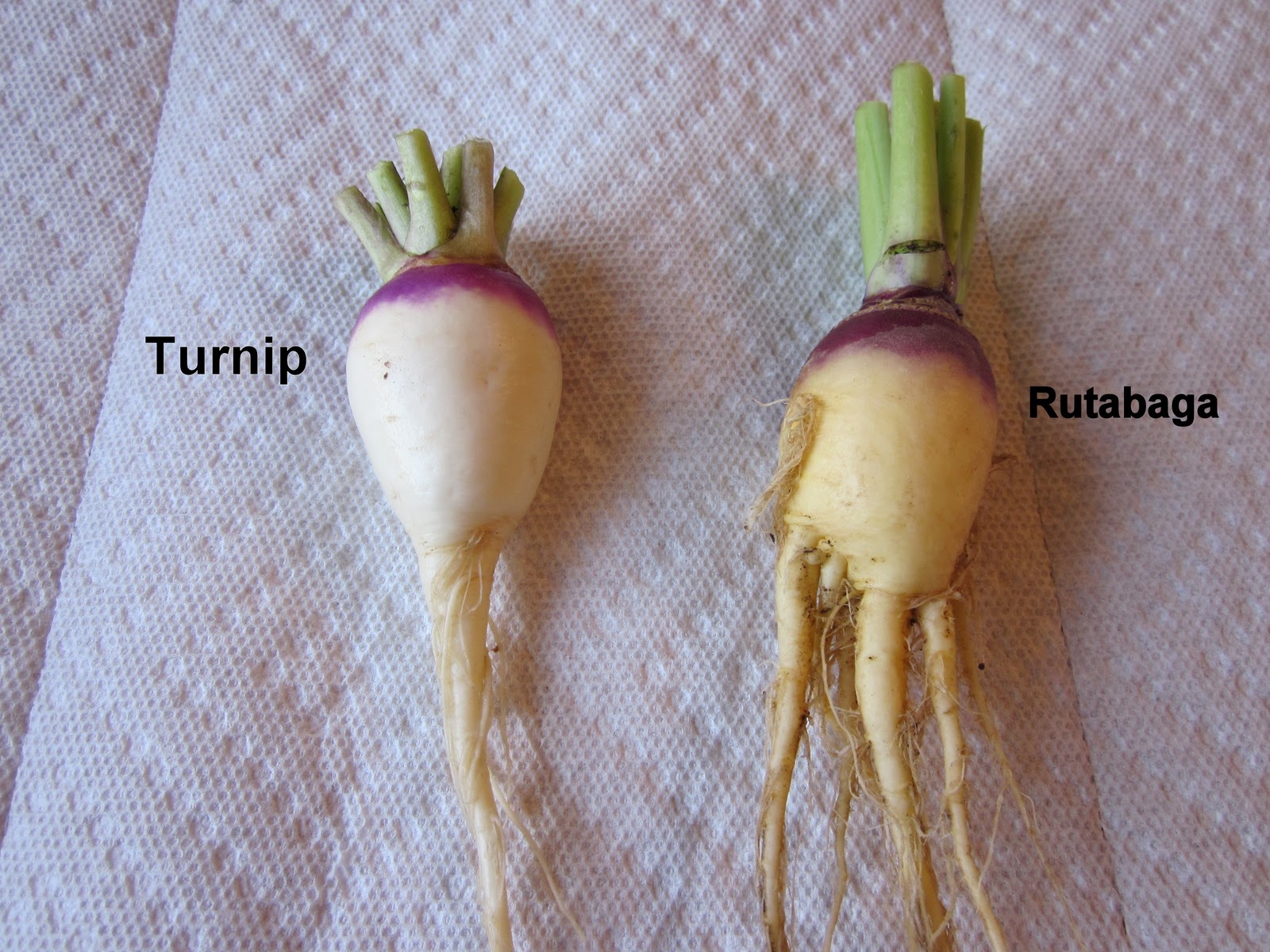 Difference Between Turnip and Rutabaga