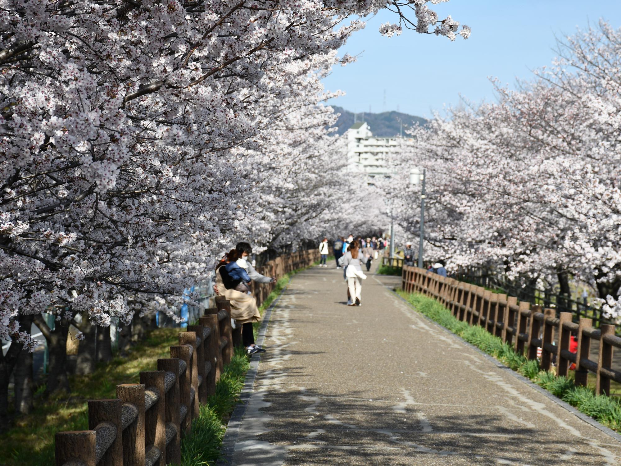 打上川治水緑地の魅力と2026最新情報！桜や混雑回避術を解説