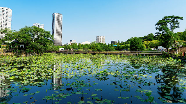 江戸の陰影とカルチャーが交差する不忍池の絶景散策完全ガイド
