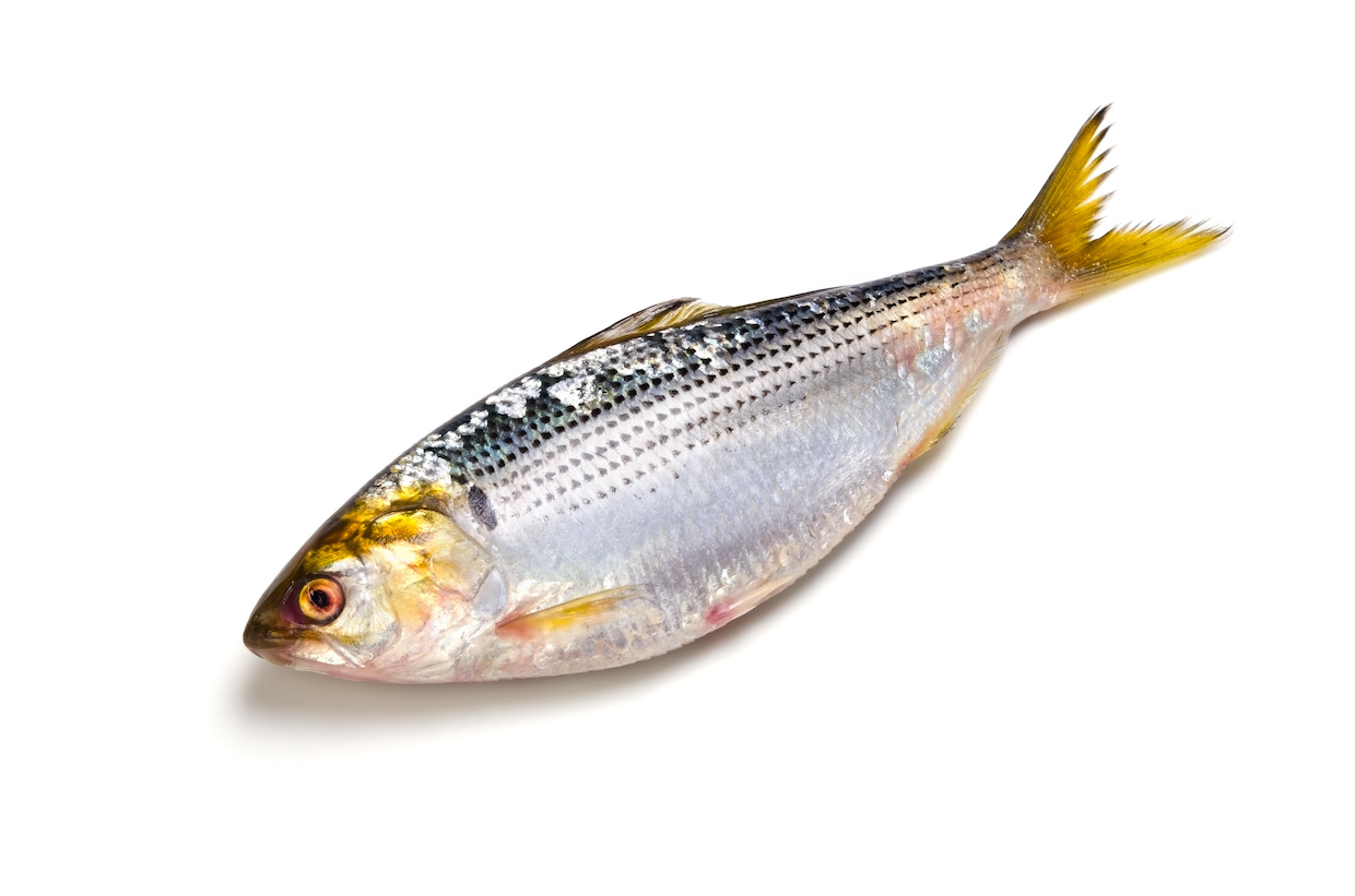 コハダとはどんな魚？出世魚の順番や酢締めの秘密と旬を徹底解明