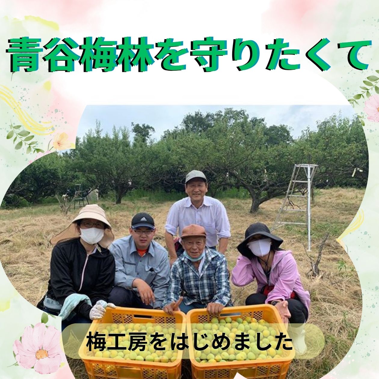 幻の梅「城州白」で話題！京都・青谷梅工房の極上逸品と直売所2026