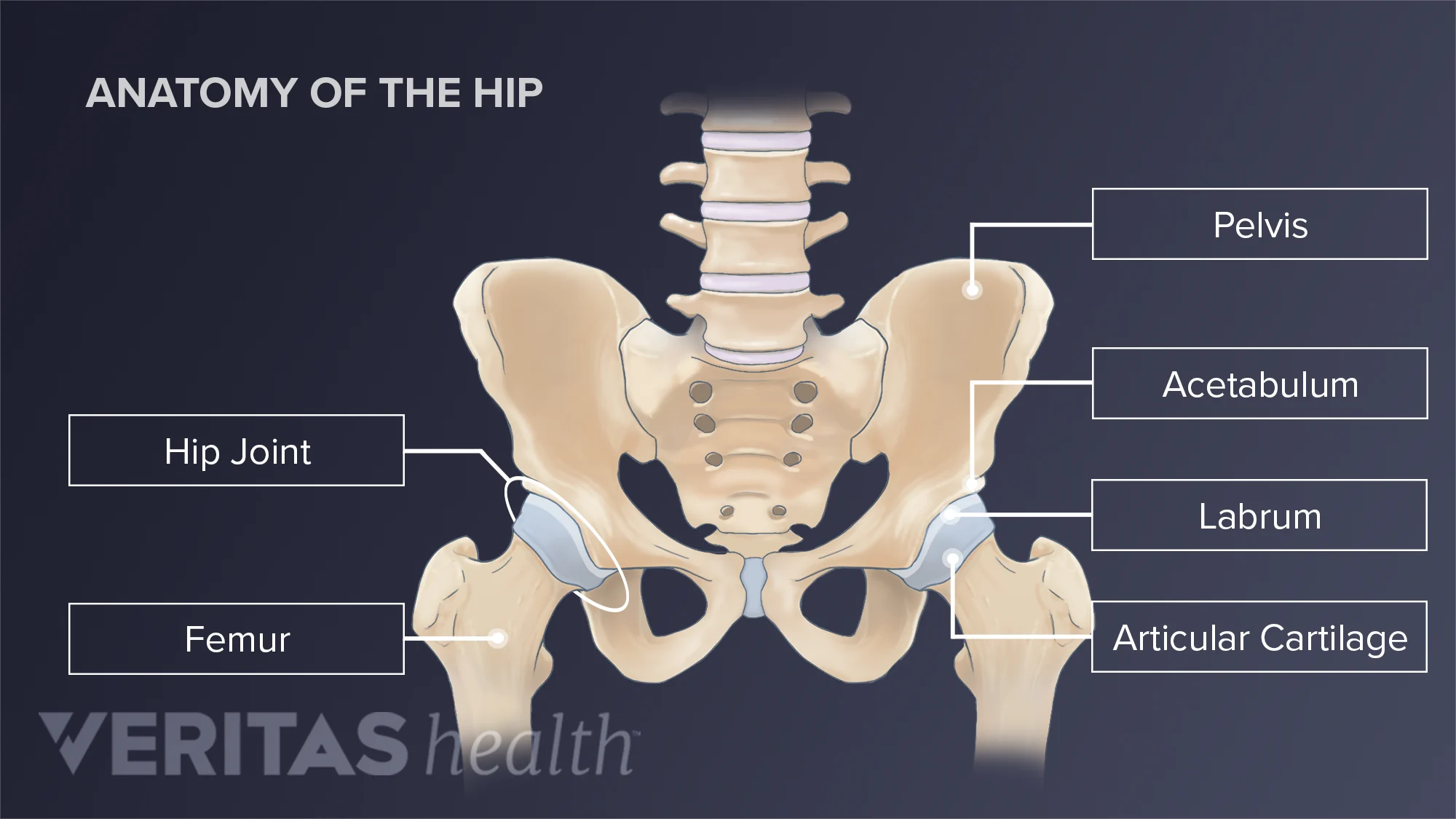 Where Is the Hip Located on a Woman