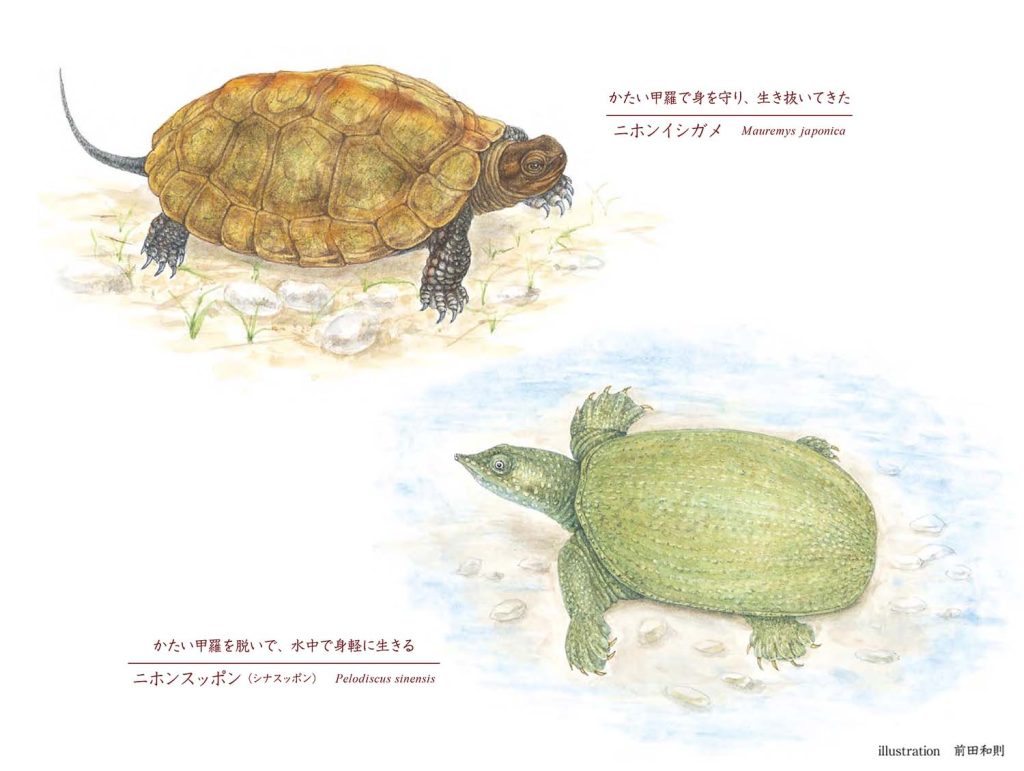すっぽんと亀の違いを徹底解剖！甲羅の秘密や性格・見分け方を完全網羅