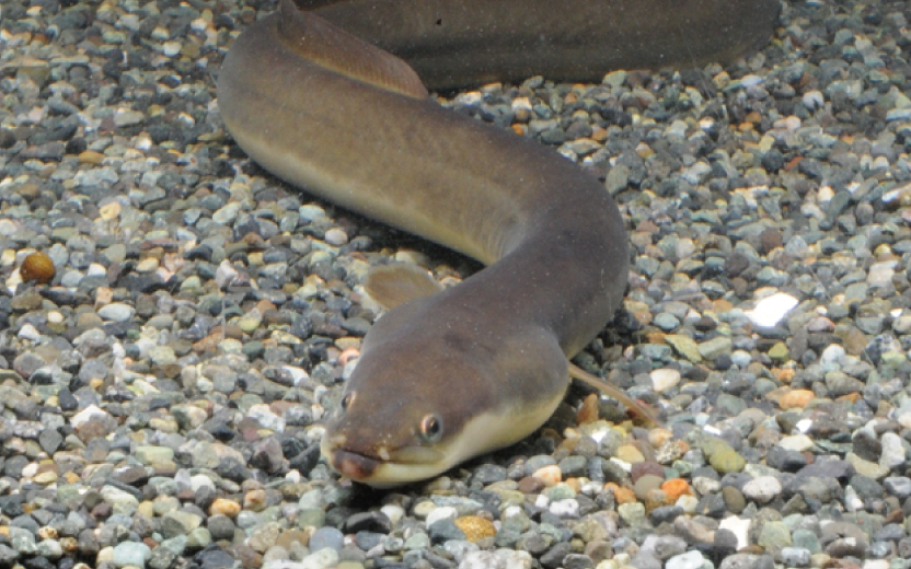 食卓の危機か、人工孵化の逆転劇か。2026年、ニホンウナギを巡る「絶滅と再生」の最前線