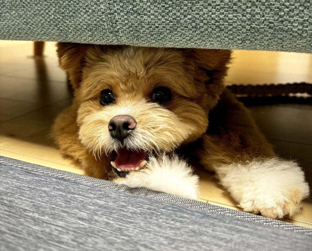 ポメプー成犬は可愛くない？噂の真相と毛質・体型の激変を徹底検証