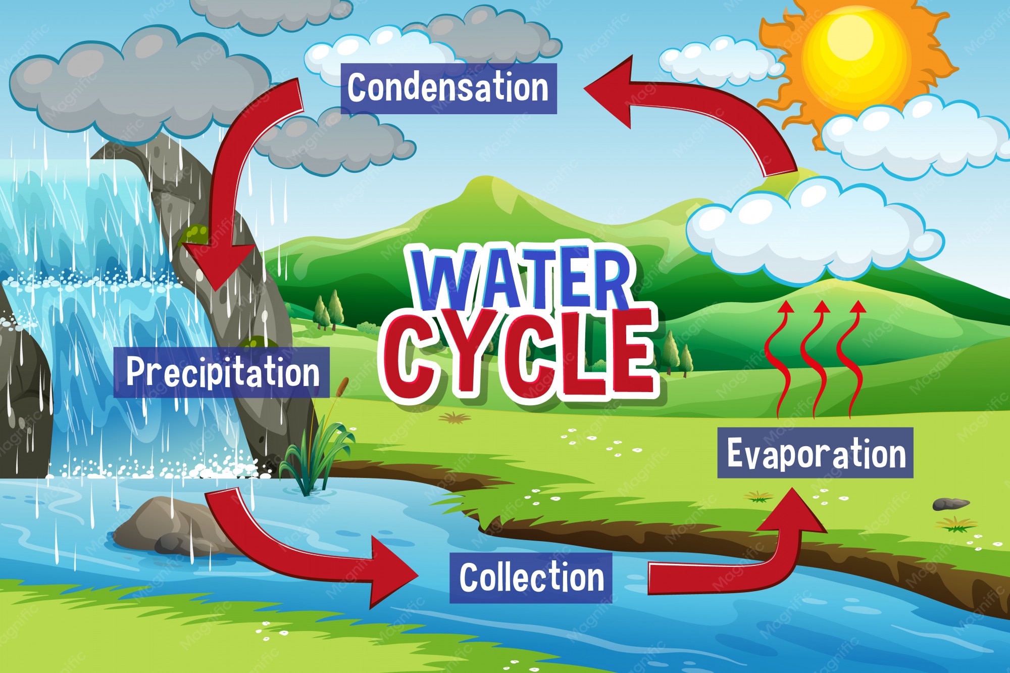What Is the Correct Order of the Water Cycle