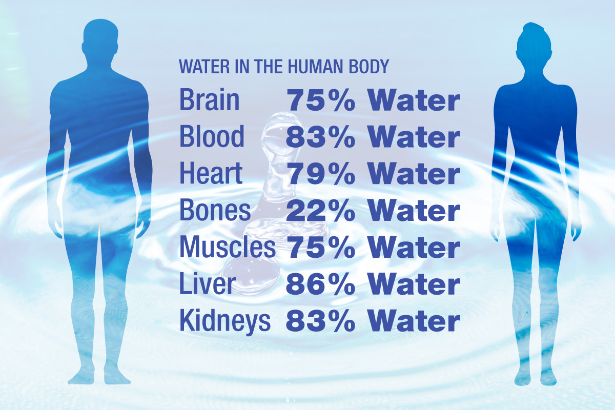 What's the Percentage of Water in Human Body