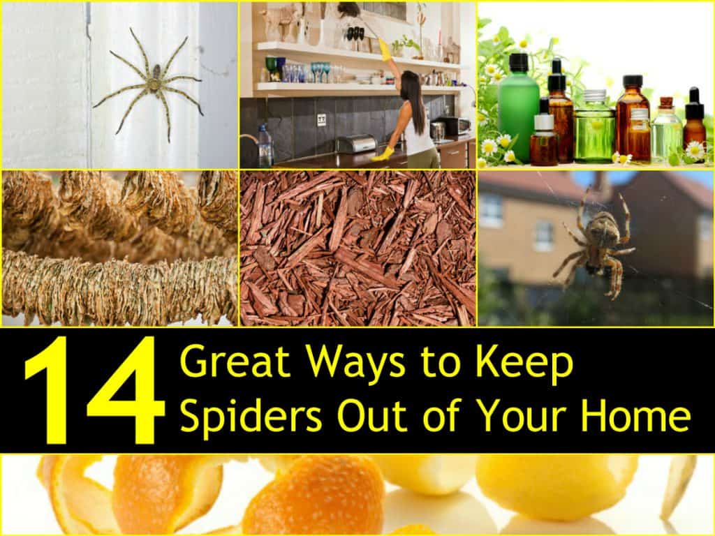 How to Keep House Spiders Away