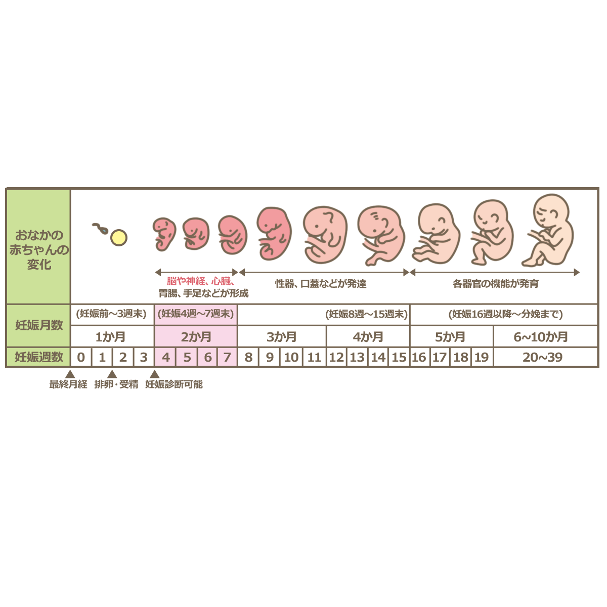 【2026年最新トレンド】感動の瞬間を甘く彩るサプライズ。「妊娠報告ケーキ」が日本の若い夫婦に今、選ばれる理由