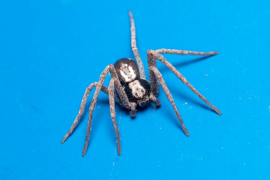 What Colors Do Spiders Hate
