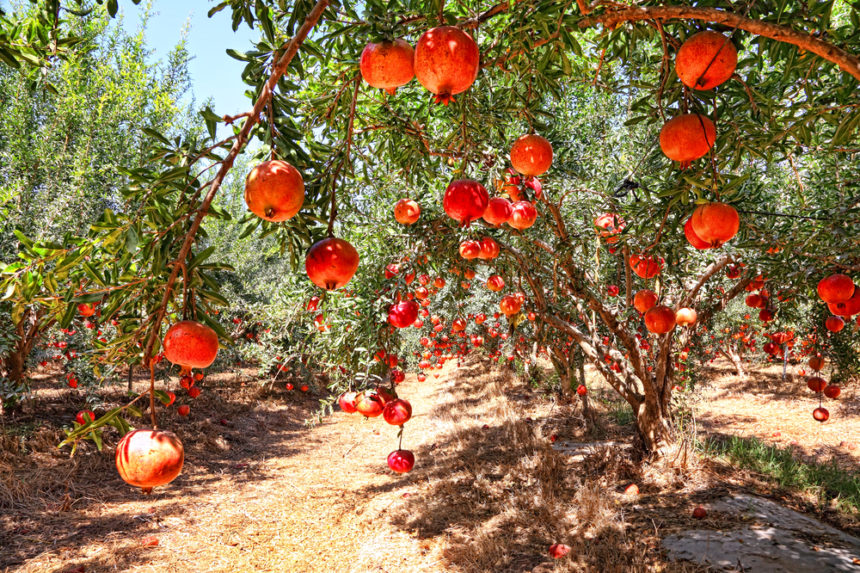 What Season Does Pomegranate Grow