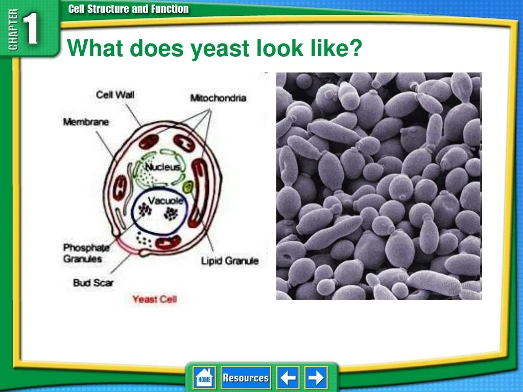 What Do Yeast Eat