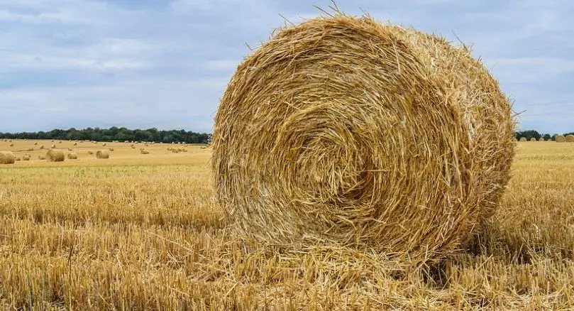 What Is Hay Made From