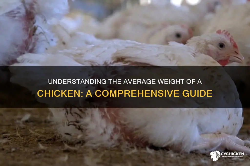 What Is the Average Weight of a Chicken