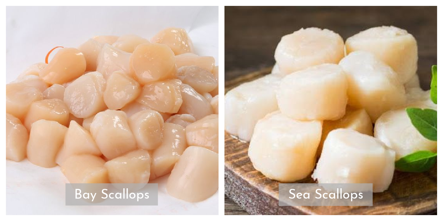 Difference Between Sea Scallops and Bay Scallops