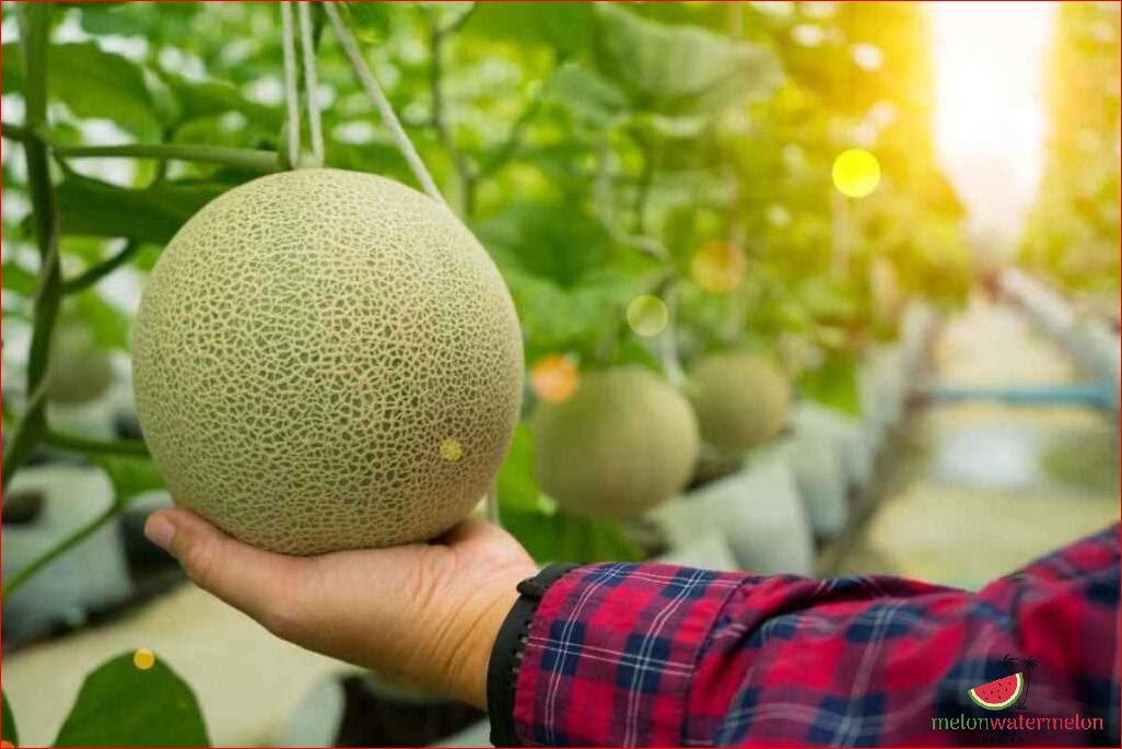 When to Pick Honeydew Melons