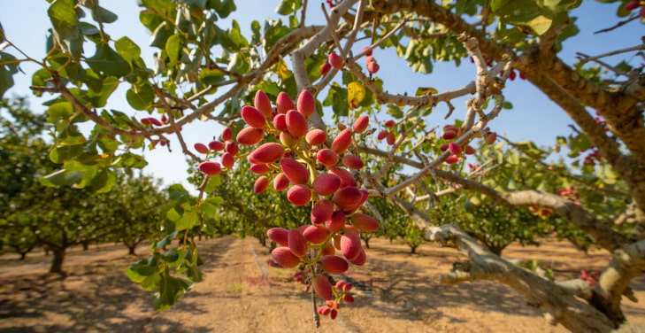 Where Are Pistachios Grown