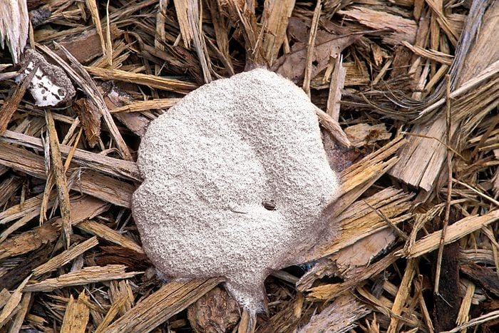 White Mold on Mulch