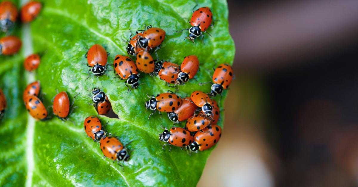Why Are There So Many Ladybirds
