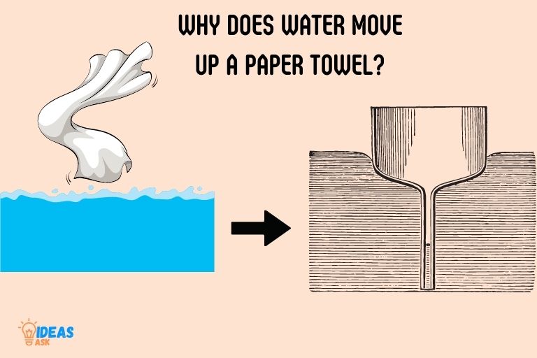 Paper Towel Absorb Water