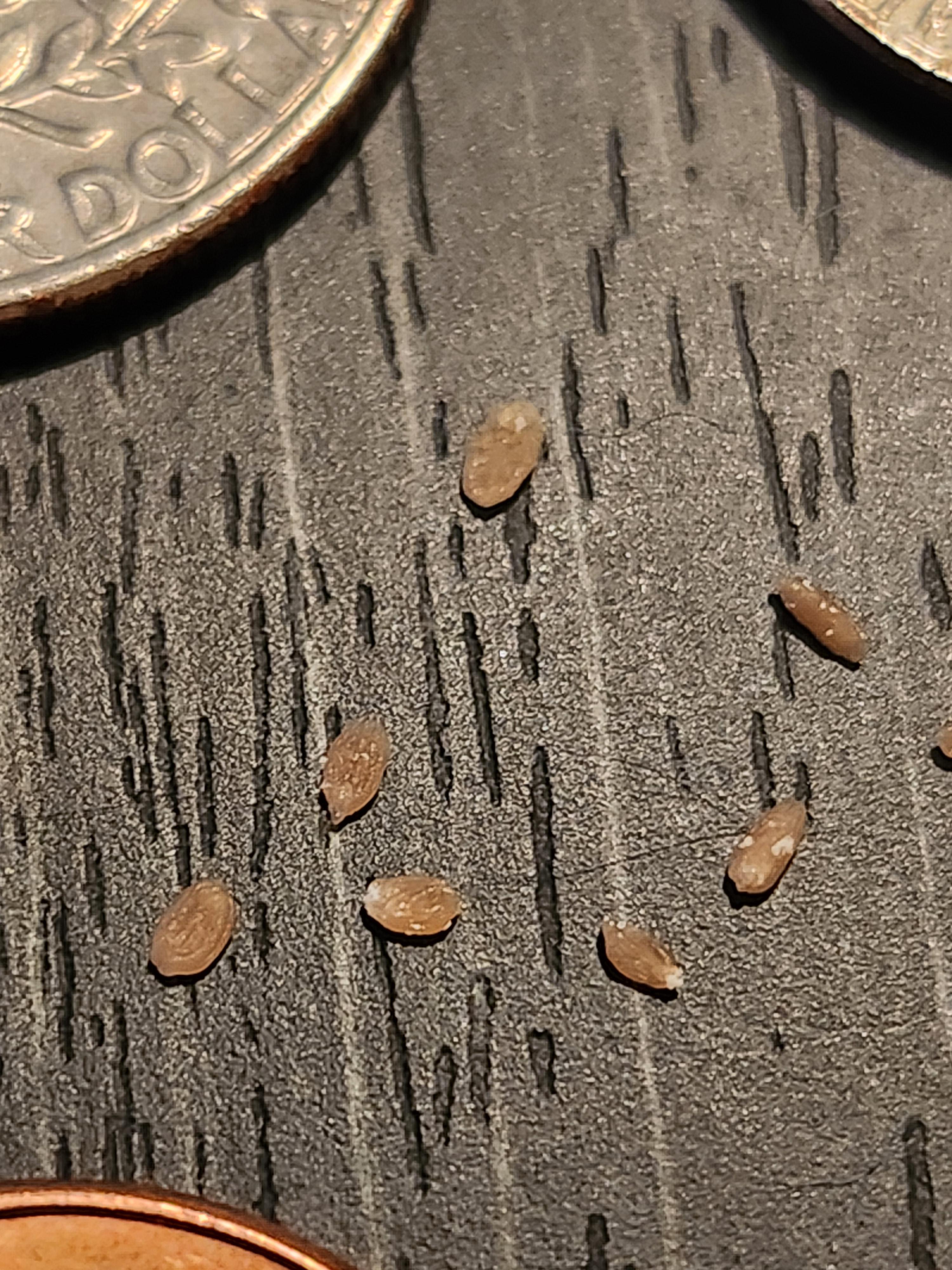 部屋に出るごまみたいな虫の正体は？大量発生の理由と駆除法【2026最新】