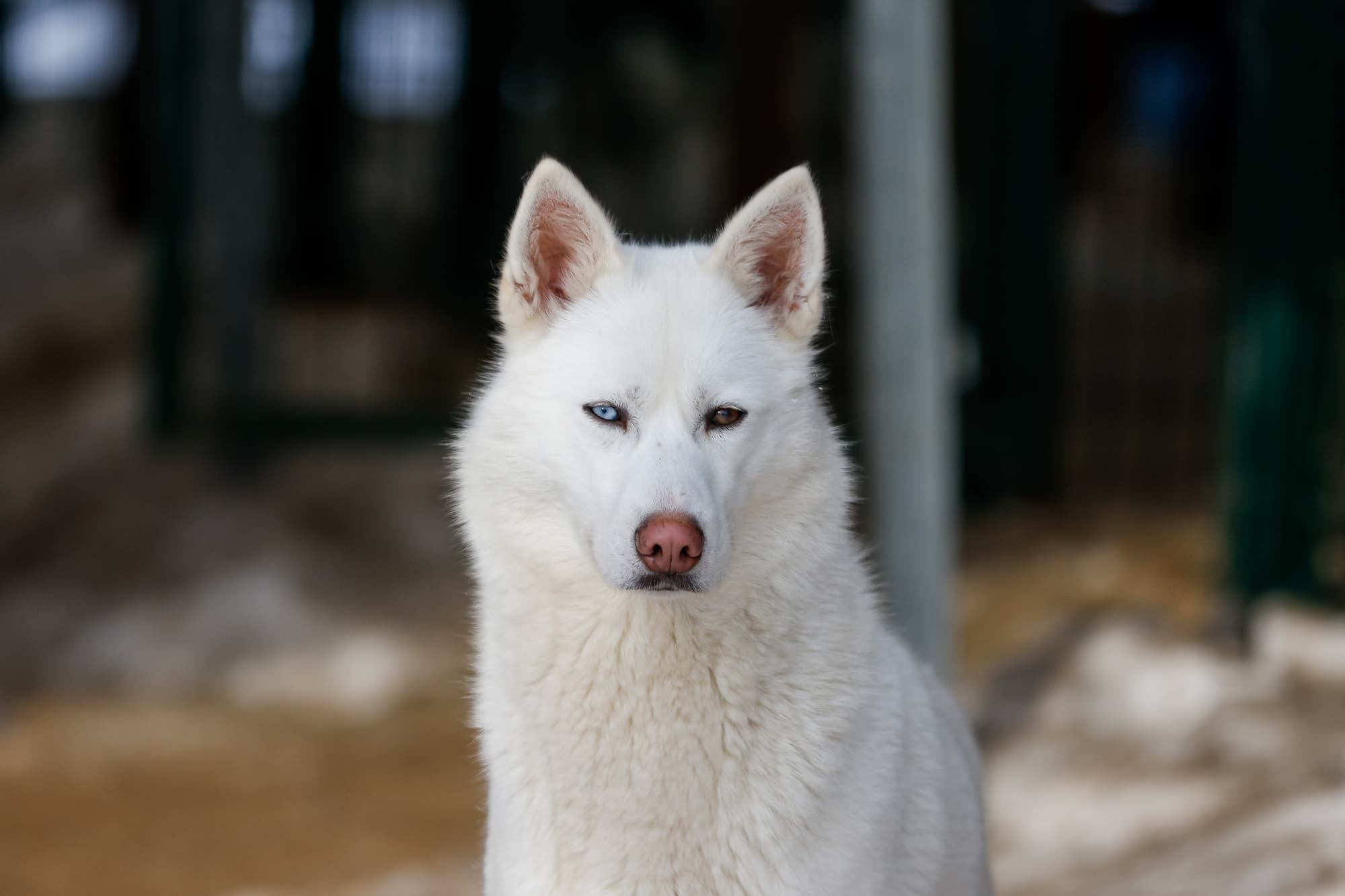 狼みたいな犬と暮らす現実｜人気犬種からウルフドッグの飼育規制まで徹底解説