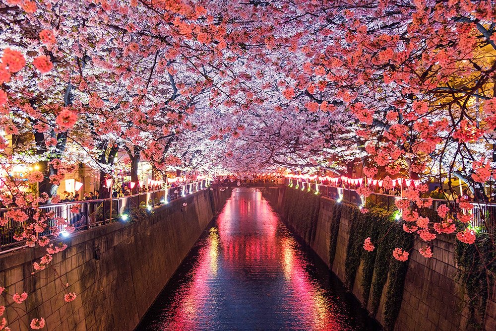 【速報】 Meguro River Cherry Blossoms Promenade 経歴＆学歴まとめ 2026 #818