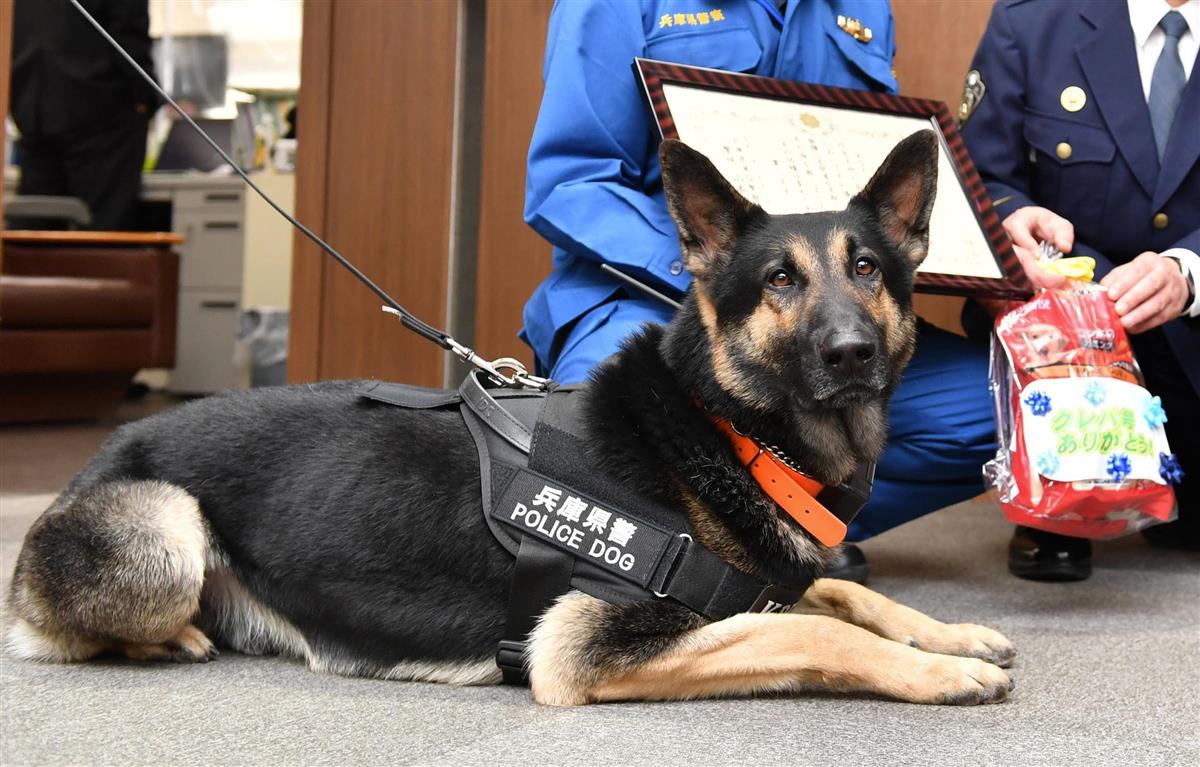なぜチワワが警察犬に？小型犬が現場で急増する驚きの理由と実態