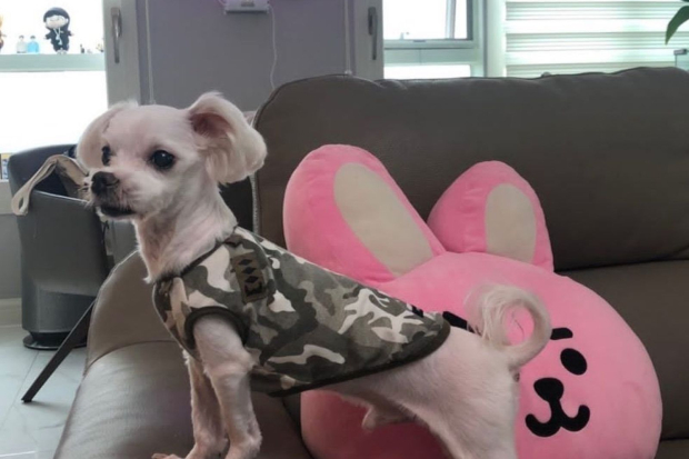 What Happened to Jungkook Dog Gureum