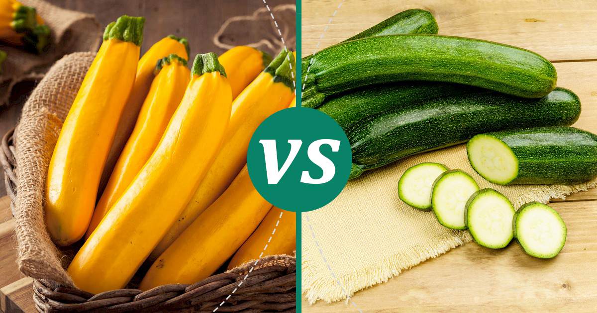 Difference Between Yellow and Green Zucchini