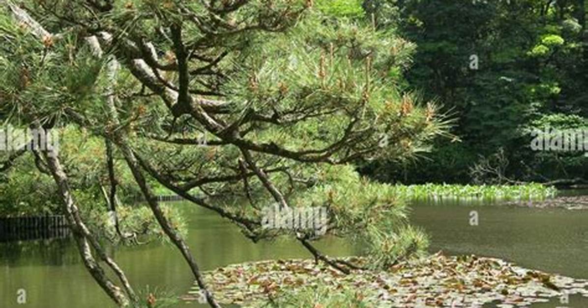Akutiore Nan Chi