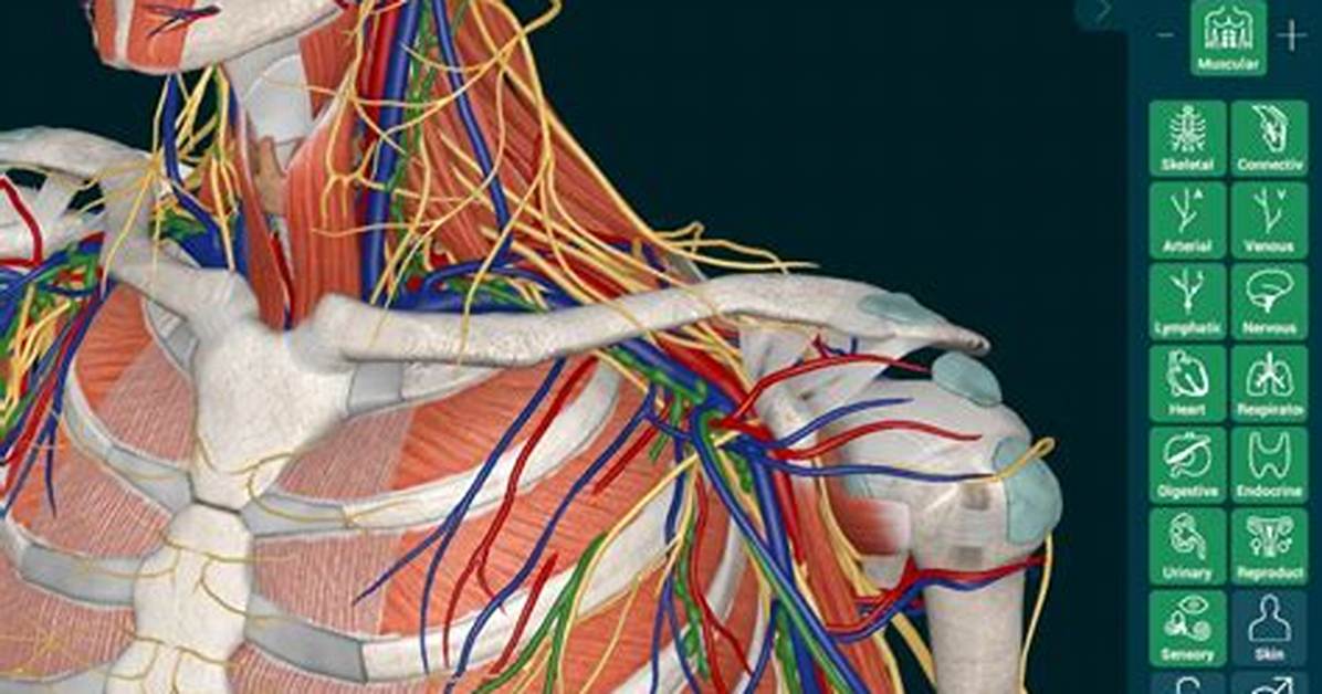 Anatomy of The