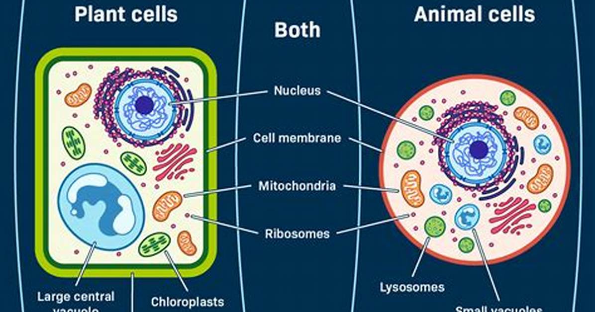 Animal Cell V