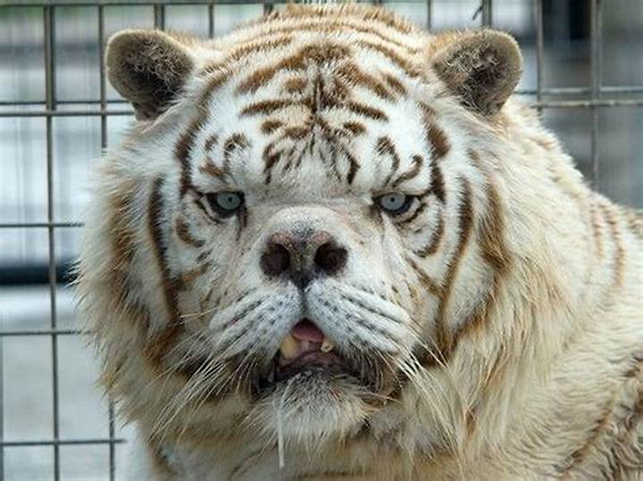 Can Animals Help People Understand Down Syndrome?
