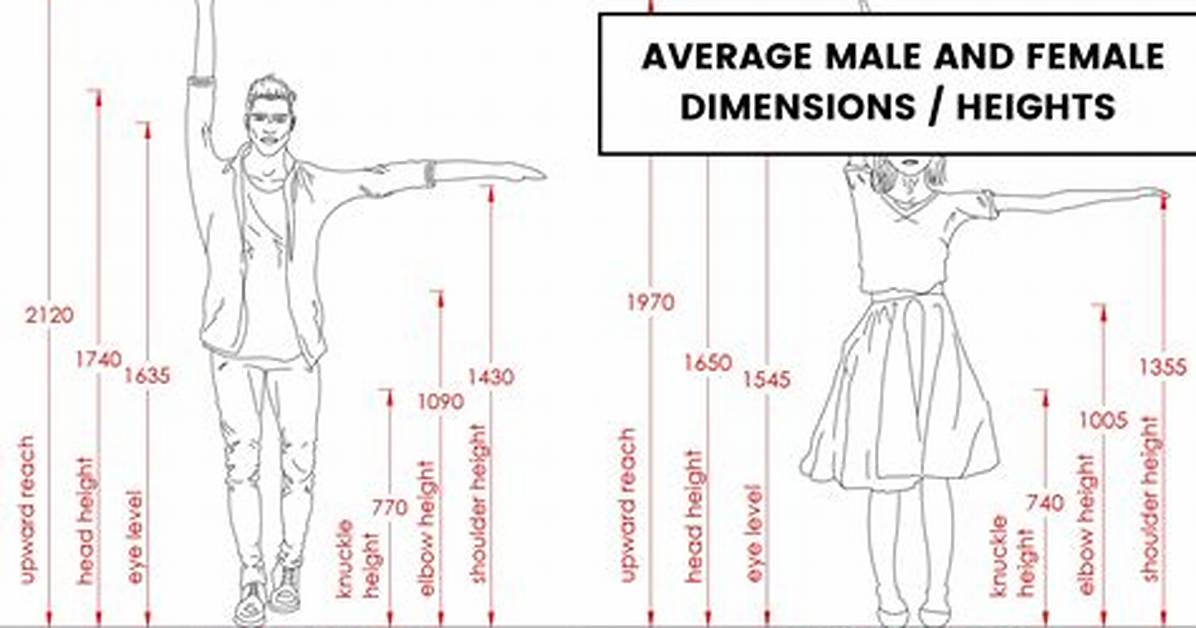 Average Dimensions Of