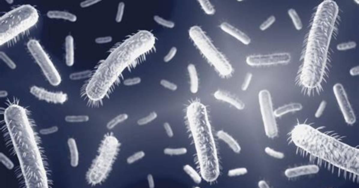 Bacteria That Can